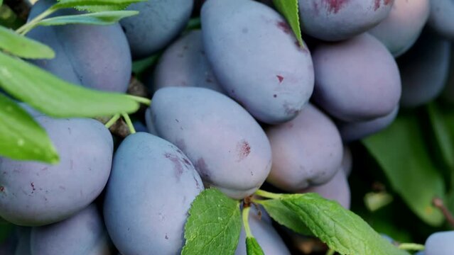 Ripe plum fruit (Prunus domestica) on branch of tree in 4K VIDEO. Fresh bunch of natural fruits growing in homemade garden. Close-up. Organic farming, healthy food, BIO viands, back to nature concept.