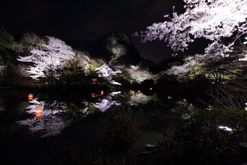 御船山楽園夜桜