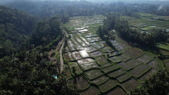 Rice fields flooded and left to rest after harvest, aerial shot of Bali countryside. Rice stubble and weeds make waterlogged fields look dirty green. Sun light reflecting at water surface.