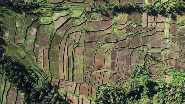 Strange pattern of harvested rice fields, top-down panning aerial shot. Straw remains, green weed, stubble and black traces of ash after burning at irregular paddies