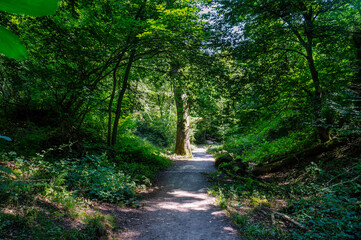 Leigh Woods, Bristol, UK