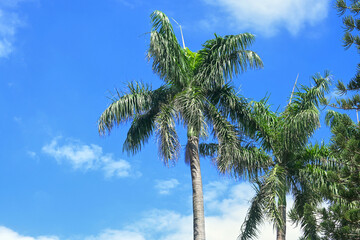 Palm trees in the blue sunny sky.