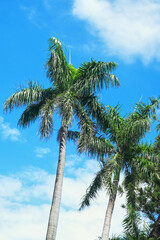 Palm trees in the blue sunny sky.