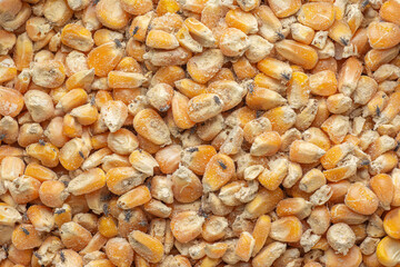 Corn weevil, Maize weevil beetles ,Maize grain weevil, Insect damaged corn kernels - 528633039