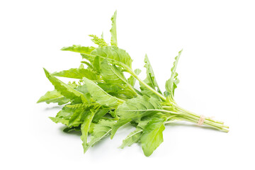 Ocimum tenuiflorum,Holy basil,tulsi or tulasi isolated on white background - obrazy, fototapety, plakaty