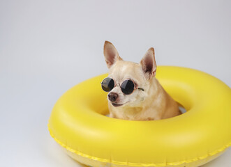  happy  brown short hair chihuahua dog wearing sunglasses, sitting  in yellow swimming ring, isolated on white background, looking at copy space.