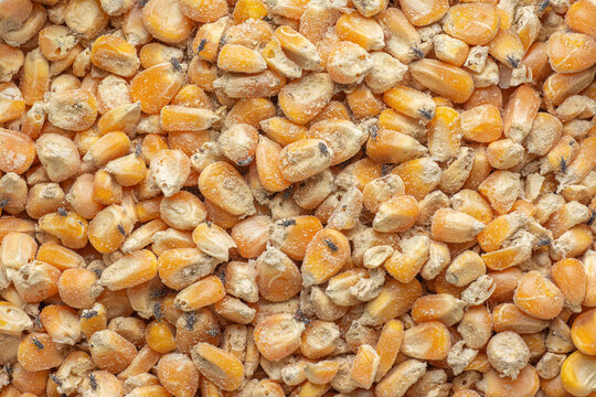 Corn Weevil, Maize Weevil Beetles ,Maize Grain Weevil, Insect Damaged Corn Kernels