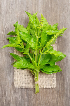 Ocimum tenuiflorum,Holy basil,tulsi or tulasi on wood background