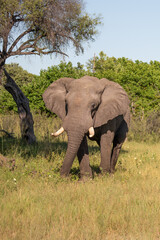 large African elephant walking through the African bush