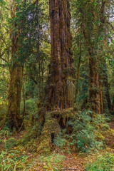 Evergreen beech forest near foot of Andes mountains, Patagonia, Argentina, South America, chile