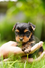 A cute, small, fluffy Yorkshireman terrier puppy sits in the guy's arms looking at the camera on a sunny summer afternoon against a green, floral garden.