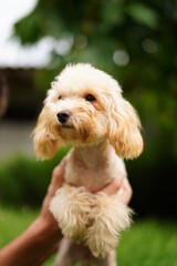 A cute, fluffy, golden poodle sits in the hands of a guy buried on camera, on a summer sunny day...