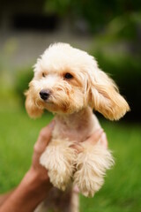 A cute, fluffy, golden poodle sits in the hands of a guy buried on camera, on a summer sunny day against the background of a green, floral garden.