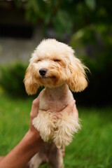 A cute, fluffy, golden poodle sits in the hands of a guy buried on camera, on a summer sunny day against the background of a green, floral garden.