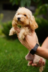 A cute, fluffy, golden poodle sits in the hands of a guy buried on camera, on a summer sunny day...