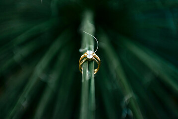 wedding ring in green leaf