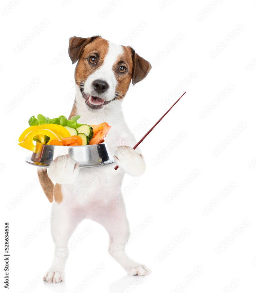 Poster jack russell terrier puppy holds bowl of vegetables and points away on empty space. isolated on whit