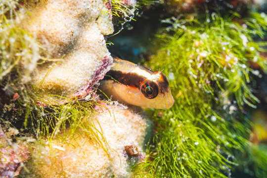 Longstriped Blenny (Parablennius Rouxi), Adriatic Sea, Meditterranean Sea, Croatia