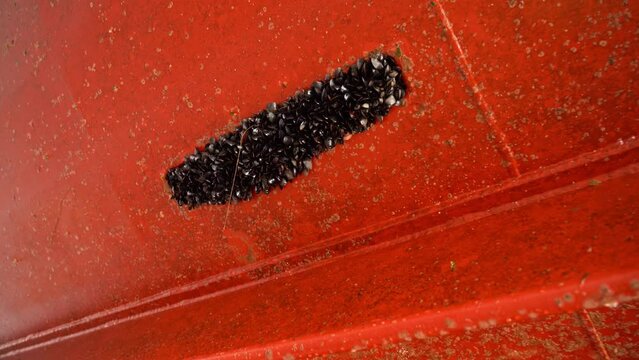 Zinc anode on ships hull completely covered in mussels - Closeup of anode with mussels while ship is inside drydock - Dirt and mussels affecting speed and energy consumption of ship