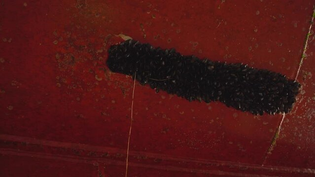 Zinc anode covered in mussels on passenger ferrys hull - Low angle dark clip looking up at anode while ship is in drydock for cleaning - High energy consumption of ship because of dirt