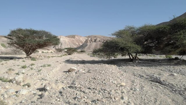Dry Desert landscape with acacia trees, Aerial, 2022

Drone view from Negev desert, israel, 2022
