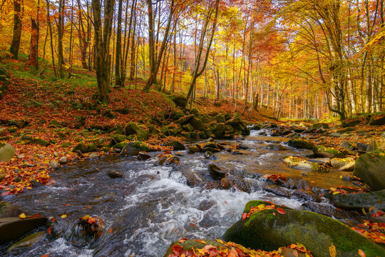 water stream in the natural park. wonderful nature scenery in fall season. trees in colorful foliage on a sunny day