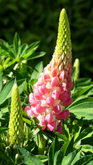 Garden Lupin, Lupinus polyphyllus