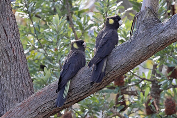 Yellow--tailed Black Cockatoo perched on gum tree branch