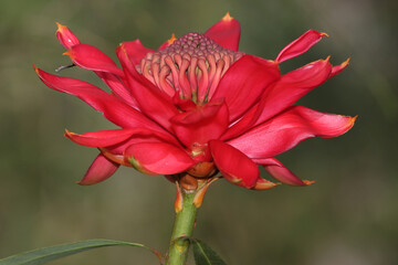 New South Wales Waratah in flower