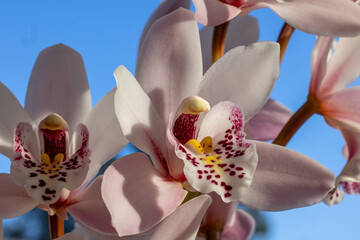 Close up Cymbidium Orchid flower