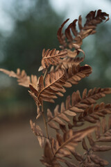 leaf of dry mustard-colored fern on cold green background. autumn nature close-up