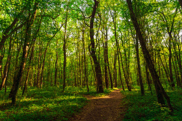 Fototapeta na wymiar Path in the green dense summer forest