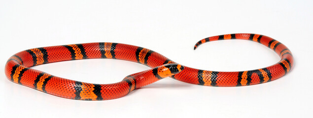 Honduran milk snake // Honduras Königsnatter (Lampropeltis triangulum hondurensis, Lampropeltis hondurensis) © bennytrapp