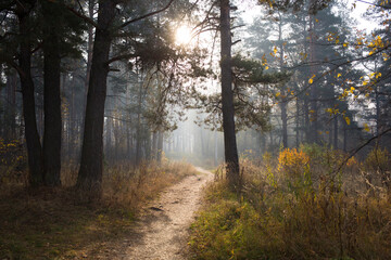 Obraz premium autumn landscape. trail in pine forest in sunlight