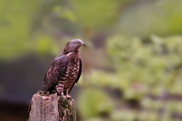 a European honey buzzard sitting on a tree stump. Pernis apivorus. Wildlife scene with a buzzard. 
