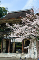 三井寺の門と桜
