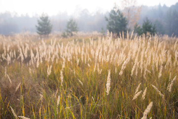 field of dry reeds against background of autumn forest and fog