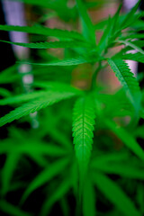 Cannabis plant leaves on dark color background