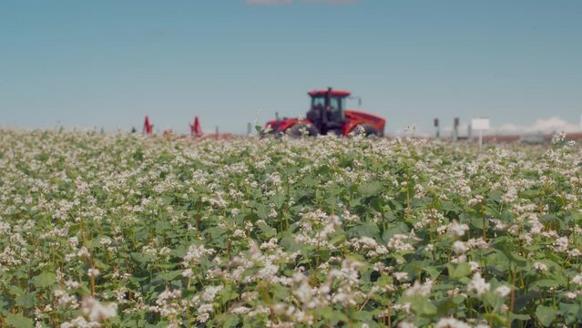 Agricultural field blossoming buckwheat, red harvester tractor in soft focus at the background. The combine harvests buckwheat