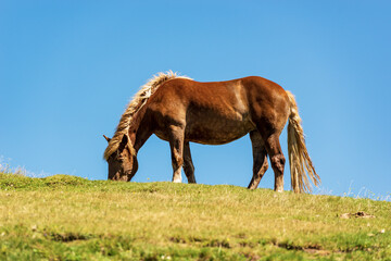 Brown horse in a mountain pasture on a clear blue sky, side view and green meadow. Feistritz an der...