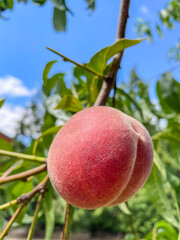 Common Peach