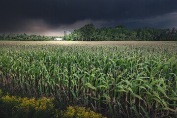 Field seen during a summer late afternoon golden hour, Quebec,