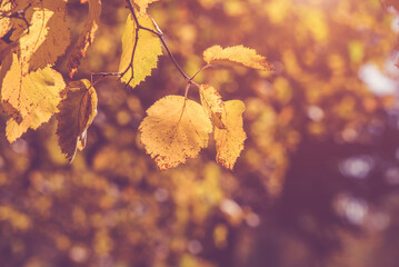 Autumn background-yellow leaves in the city Park