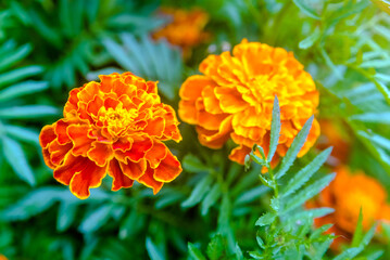 Orange marigolds on a green natural background