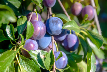 Blue plums ripen on the branches of a tree
