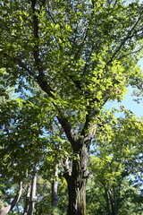 Quercus serrata tree. Fagaceae deciduous tree. The flowering season is from April to May, and the fruits (acorns) ripen from October to November. The bark is gray and fissured vertically.