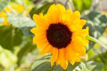 Sunflower, bright, yellow on a background of green foliage.