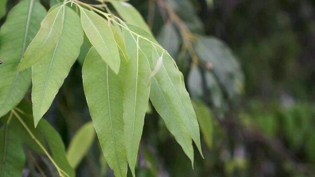 Close up branch leaves of Eucalyptus tree, Eucalyptus forest. leaf branches eucalyptus.
