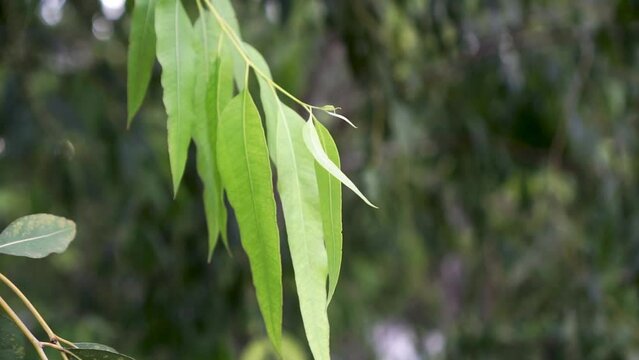 Close up branch leaves of Eucalyptus tree, Eucalyptus forest. leaf branches eucalyptus.