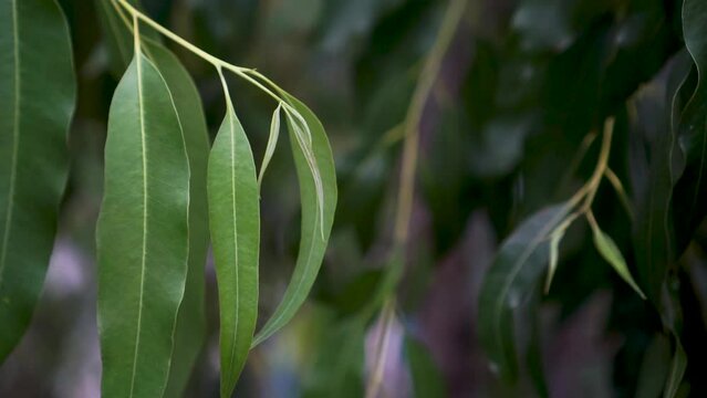 Close up branch leaves of Eucalyptus tree, Eucalyptus forest. leaf branches eucalyptus.